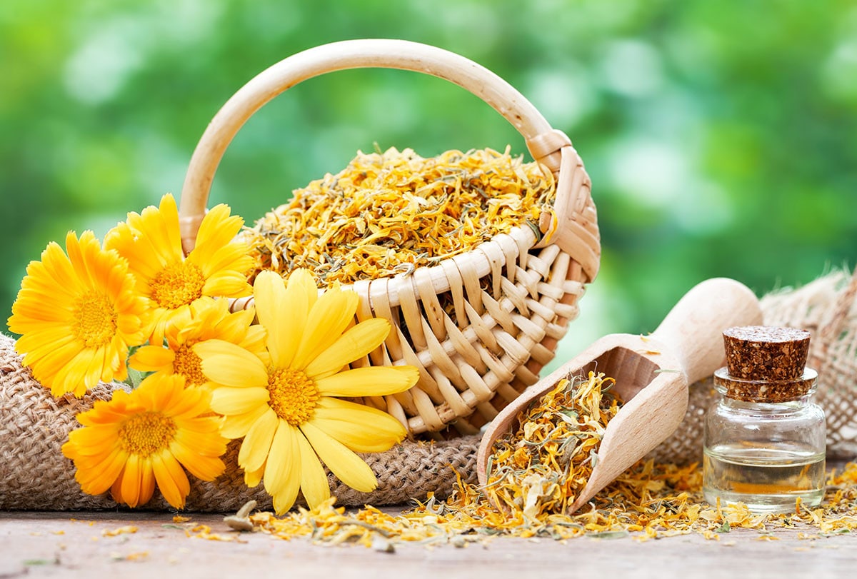 5 Benefits of Calendula Flowers and How to Use Them